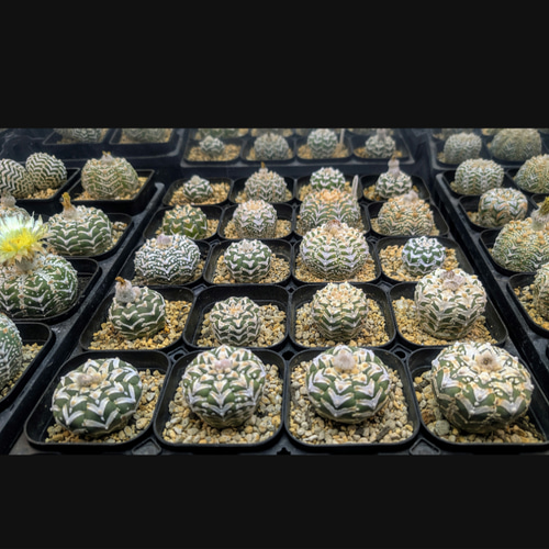 スーパー兜Vタイプ 兜丸 サボテンの 種子 100粒のΩ版の混合