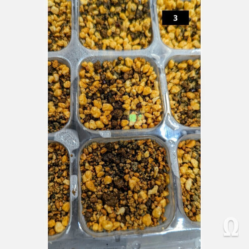 アストロフィツム 兜丸Vタイプ の'混合種になります 基本10粒 （Ω版