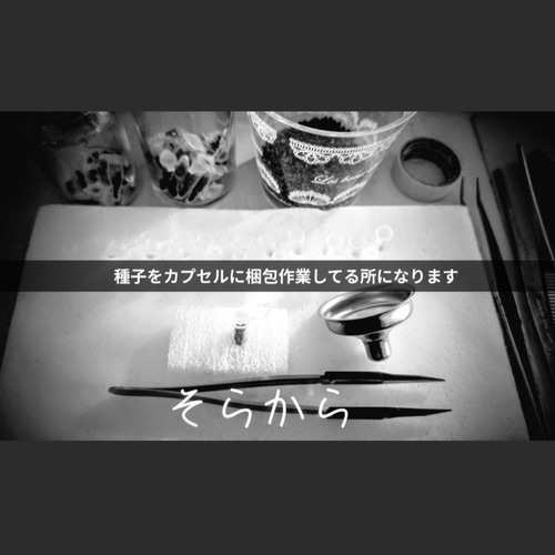 スーパー兜Vタイプ 兜丸 サボテンの 種子 100粒のΩ版の混合種です 匿名配送 スーパー兜Vタイプ 兜丸 サボテンの 種子 100粒のΩ版の混合