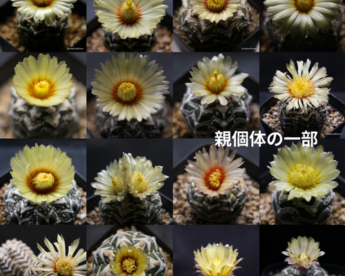 スーパー兜Vタイプ 兜丸 サボテンの 種子 100粒のΩ版 混合種になります アストロフィツム 兜丸Vタイプ の'混合種になります 基本10粒 （Ω版