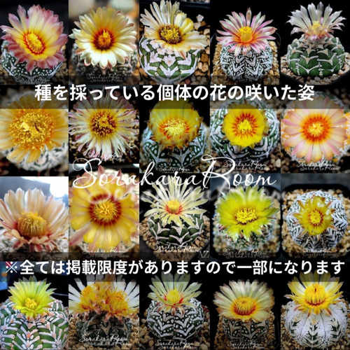 スーパー兜Vタイプ 兜丸 サボテンの 種子 100粒のΩ版の混合種です スーパー兜Vタイプ 兜丸 サボテンの 種子 100粒のΩ版の混合