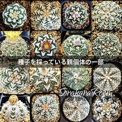 アストロフィツム 兜丸Vタイプ の'混合種になります 基本10粒