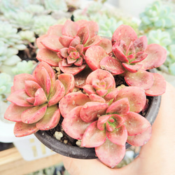 リメイク鉢 可愛いペット柄 ミニ鉢3個セット 飾り コレクション