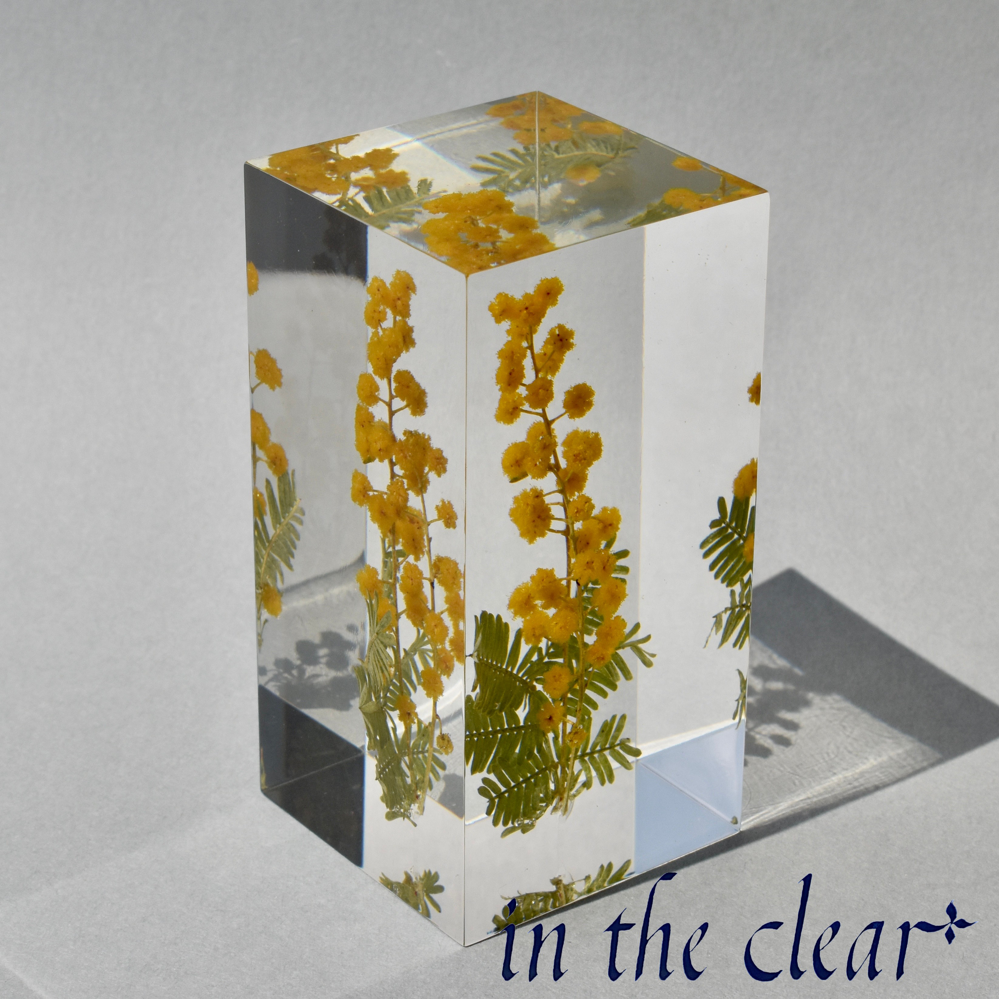 植物標本　ミモザ　黄色　レジン　４センチ角柱　高