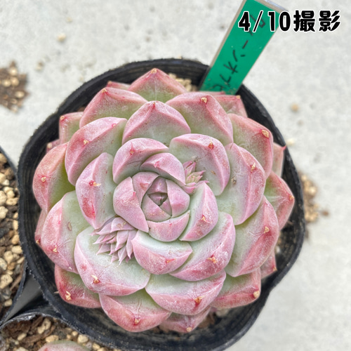 1苗【7.5cmポット/クイーンオブピーチ】中苗 輸入苗 多肉植物 多肉植物