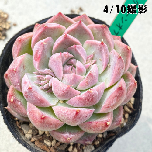 1苗【7.5cmポット/クイーンオブピーチ】中苗 輸入苗 多肉植物 多肉植物
