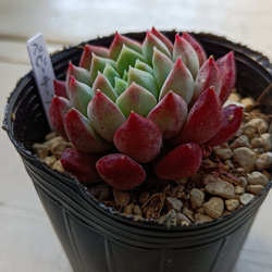 ローズアイスプラム 多肉植物 群生 多肉植物 多肉✩モンスター
