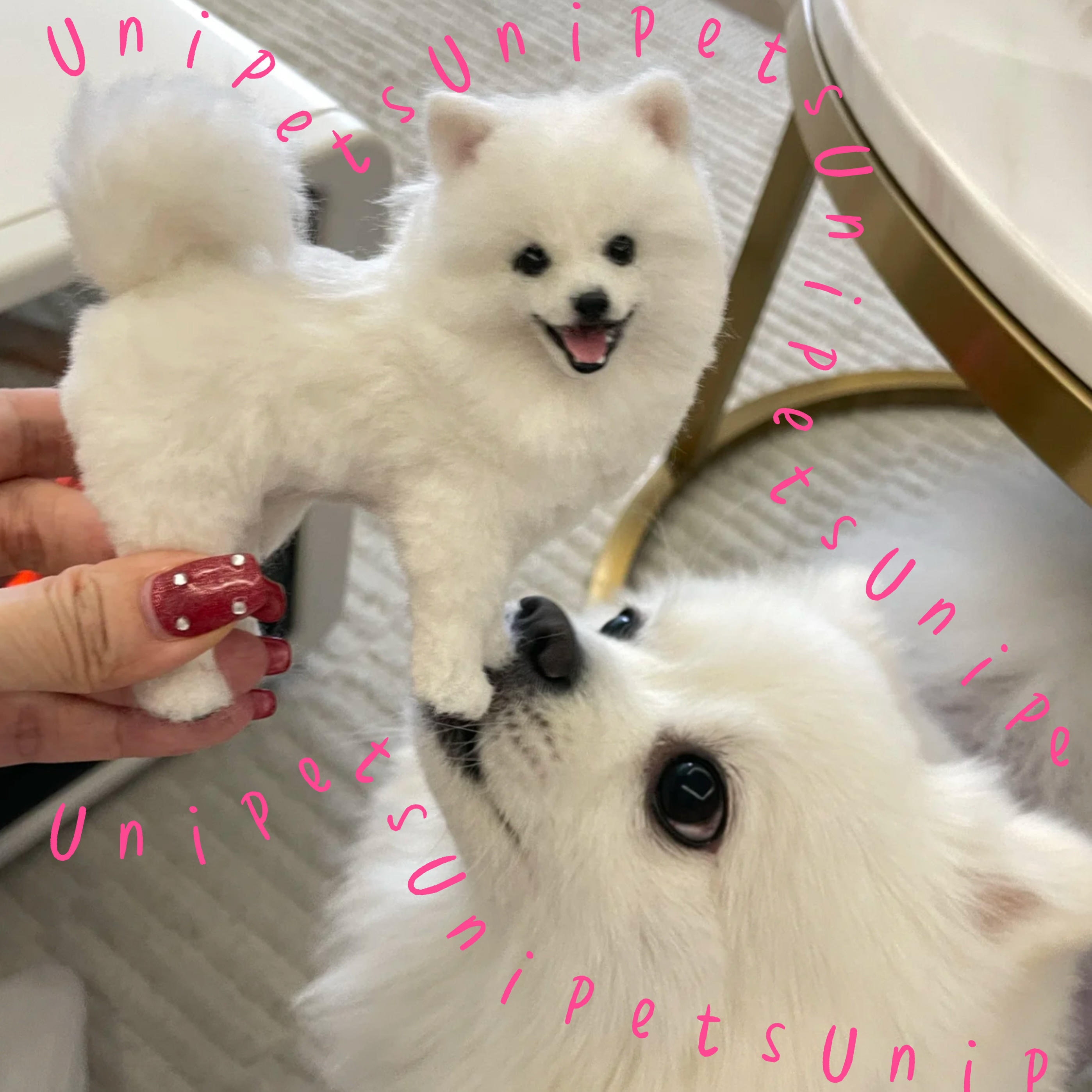 【虹の橋を渡ったあの子へ。│ ペットロス メモリアル フェルト人形 ◉ 優しい姿を永遠に残します