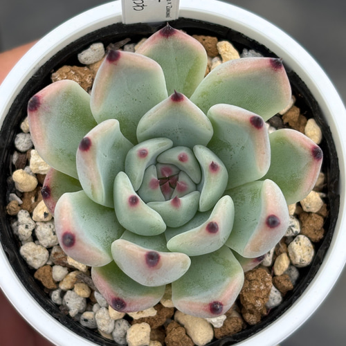 人気レア品種！☆リンゼアナ×ざわわ 多肉植物 自家繁殖 国産 多肉植物