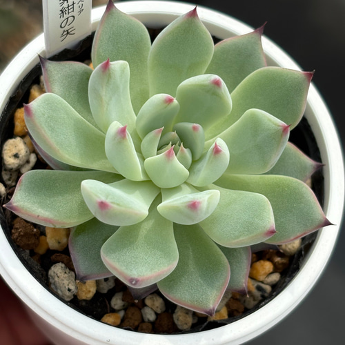 人気レア品種！☆紫紺の矢 多肉植物 自家繁殖 国産 多肉植物 美