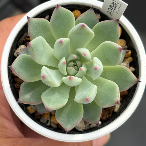 人気レア品種！☆紫紺の矢 多肉植物 自家繁殖 国産 多肉植物 美