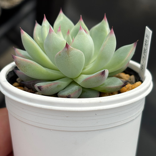 人気レア品種！☆紫紺の矢 多肉植物 自家繁殖 国産 多肉植物 美