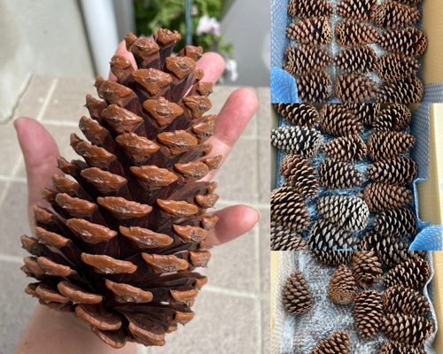 大きな松ぼっくり 49個 ② その他素材 ぶたのしっぽ 通販