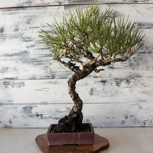 盆栽 『黒松』 和風 インテリア 園芸 ガーデニング おしゃれ 雑貨