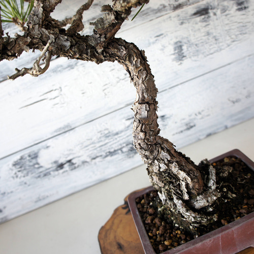 盆栽 『黒松』 和風 インテリア 園芸 ガーデニング おしゃれ 雑貨