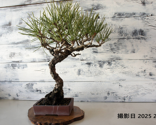 盆栽 『黒松』 和風 インテリア 園芸 ガーデニング おしゃれ 雑貨