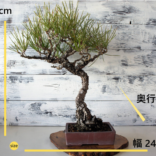 盆栽 『黒松』 和風 インテリア 園芸 ガーデニング おしゃれ 雑貨