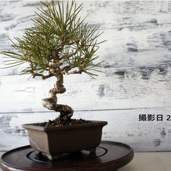 盆栽 『サツキ（珍山）』 和風 インテリア 花 苔 園芸