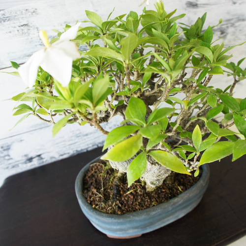 盆栽 『クチナシ』 花 インテリア 観葉植物 ガーデニング 送料無料 b071 盆栽 『クチナシ』 和風 インテリア 園芸 花 ガーデニング