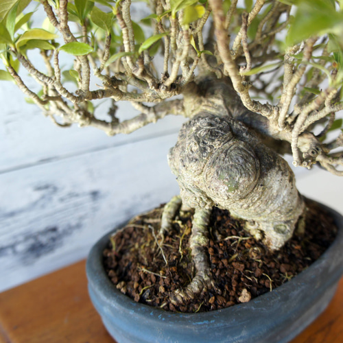 盆栽 『クチナシ』 花 インテリア 観葉植物 ガーデニング 送料無料 b071 盆栽 『クチナシ』 和風 インテリア 園芸 花 ガーデニング