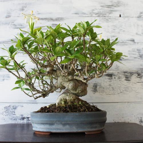 盆栽 『クチナシ』 和風 インテリア 園芸 花 ガーデニング おしゃれ