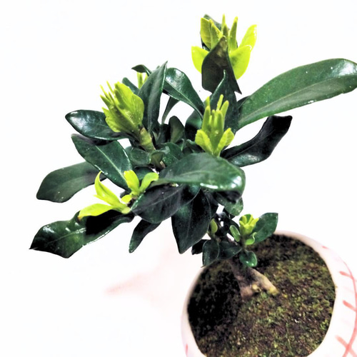クチナシ　　黒色陶器の盆栽 POTOCO クチナシ 陶器鉢 植物鉢 植物 観葉植物 可愛い 豆盆栽 盆栽 苔