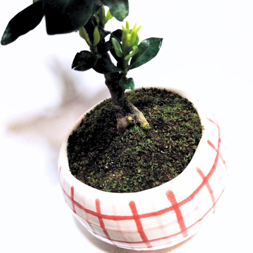 クチナシ　　黒色陶器の盆栽 POTOCO クチナシ 陶器鉢 植物鉢 植物 観葉植物 可愛い 豆盆栽 盆栽 苔