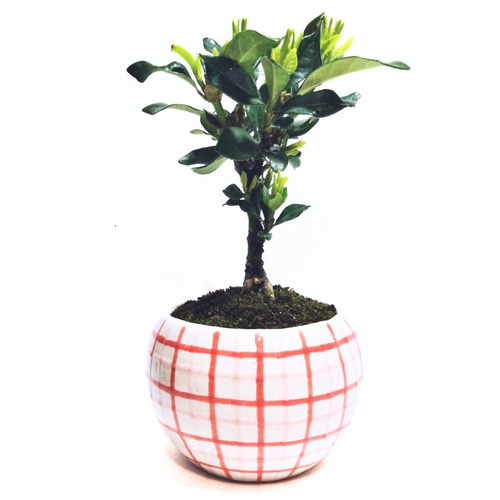 POTOCO クチナシ 陶器鉢 植物鉢 植物 観葉植物 可愛い 豆盆栽 盆栽 苔