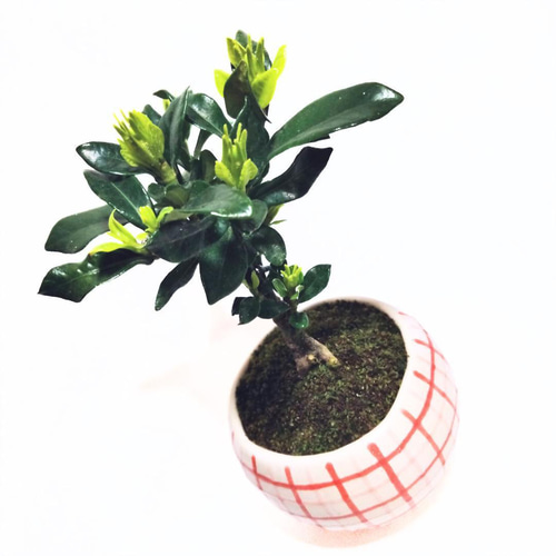 POTOCO クチナシ 陶器鉢 植物鉢 植物 観葉植物 可愛い 豆盆栽 盆栽 苔