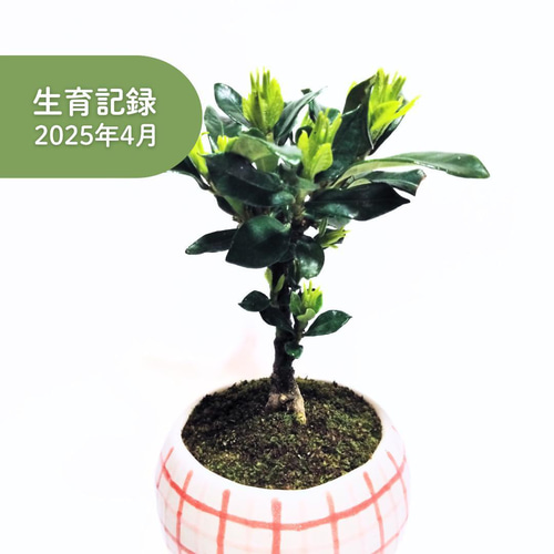 POTOCO クチナシ 陶器鉢 植物鉢 植物 観葉植物 可愛い 豆盆栽 盆栽 苔