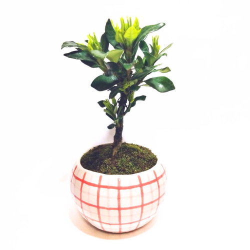 POTOCO クチナシ 陶器鉢 植物鉢 植物 観葉植物 可愛い 豆盆栽 盆栽 苔