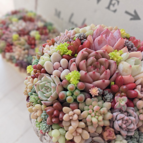 母の日 2026】 【母の日】母の日ピック付き 多肉植物寄せ植え そのまま