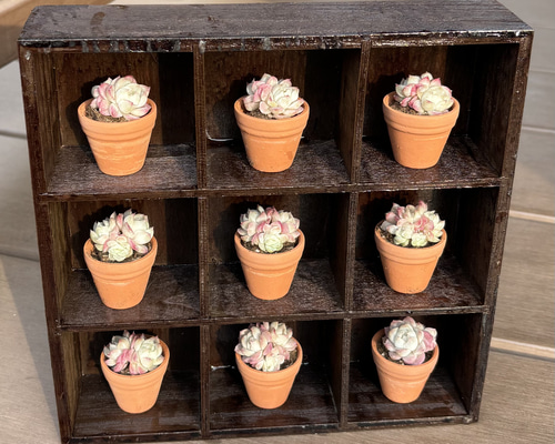 多肉植物 寄せ植え 陶器鉢 ローズフェアリー*.꒰ঌ໒꒱.* 多肉植物