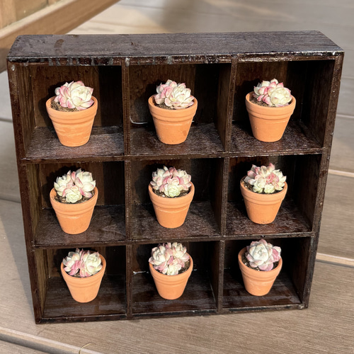 多肉植物 寄せ植え 陶器鉢 ローズフェアリー*.꒰ঌ໒꒱.* 多肉植物