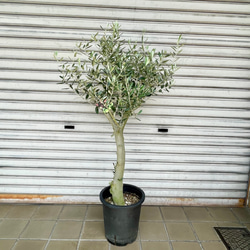 【SOUJU】9号鉢　オリーブ　オリーブの木　ミッション　極太　幹太　植木 SOUJU】9号鉢 オリーブ オリーブの木 ミッション 極太 幹太 植木