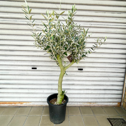 オリーブの木 個性あふれる１点もの　超特大フリーカット　潔く愚直に生きる姿 人気・直立型】ミッション（オリーブの木）〈シンボル向き