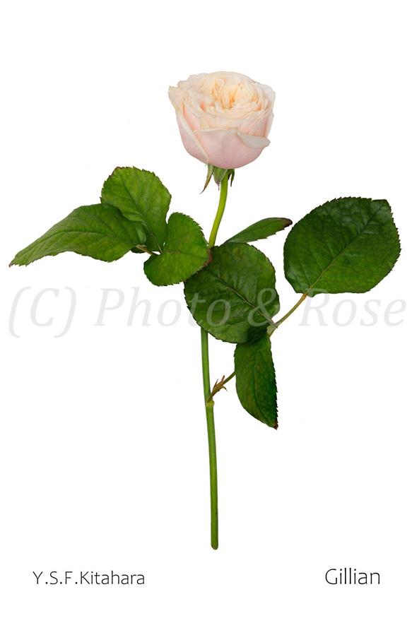 フランス アンティーク バラ 薔薇 ローズ 新年 ポストカード フランス アンティーク バラ 薔薇 ローズ 新年 ポストカード