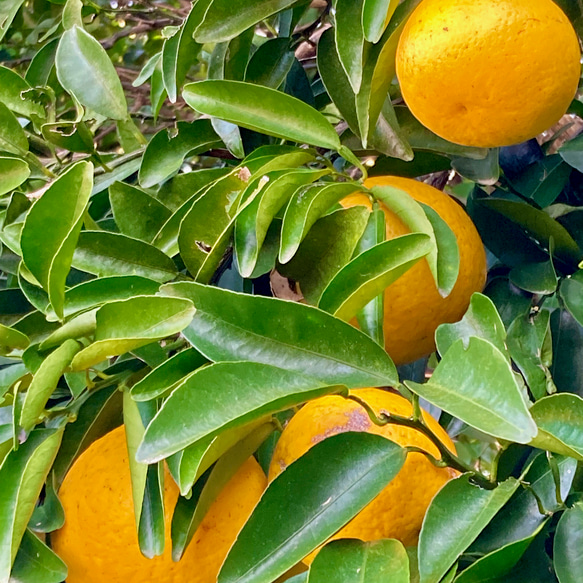  第3張的照片