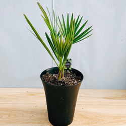 現品］【希少】チャメロプス ボルケーノ 6号 ヤシ 観葉植物 レア