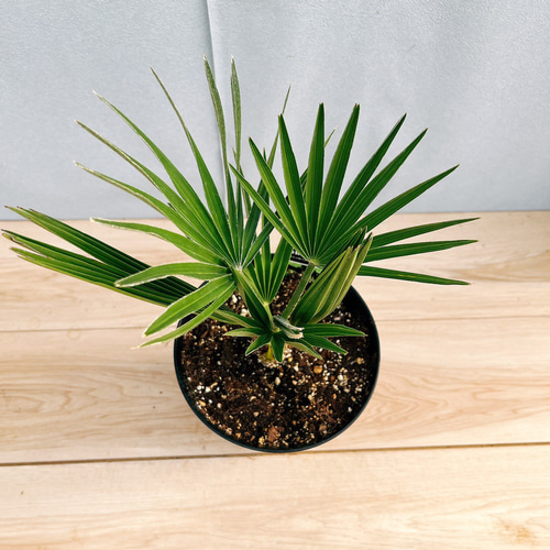 現品］【希少】チャメロプス ボルケーノ 6号 ヤシ 観葉植物 レア