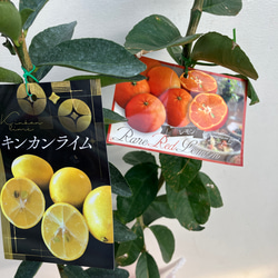 赤レモン＊キンカンライム＊柑橘系＊果樹苗＊接木＊希少種 アート