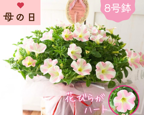 母の日ギフト】満開直前鉢♪ ももいろハート サフィニア ペチュニア 8