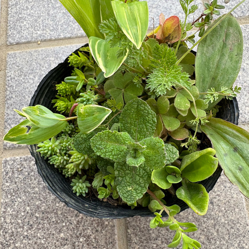 春の花 寄せ植え ポット ＊ ハーブ 山野草 室内 ベランダ 庭