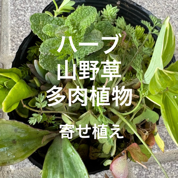 春の花 寄せ植え ポット ＊ ハーブ 山野草 室内 ベランダ 庭