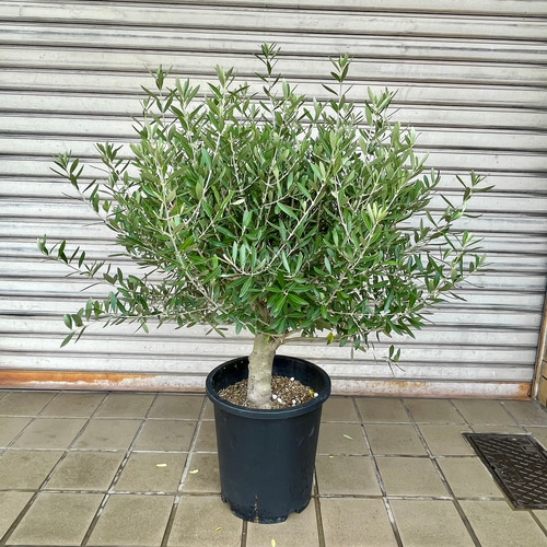 光触媒 人工観葉植物 ウォールグリーン フェイクグリーン シマトネリコ150