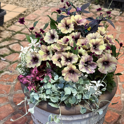アンティークペチュニア寄せ植え※寄せ植えセット 鉢花 寄せ植え
