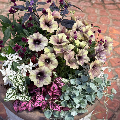 アンティークペチュニア寄せ植え※寄せ植えセット 鉢花 寄せ植え