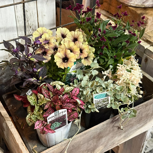 アンティークペチュニア寄せ植え※寄せ植えセット 鉢花 寄せ植え