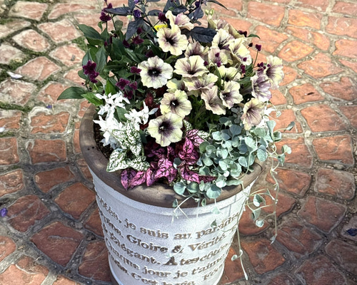 アンティークペチュニア寄せ植え※寄せ植え完成品 鉢花 寄せ植え