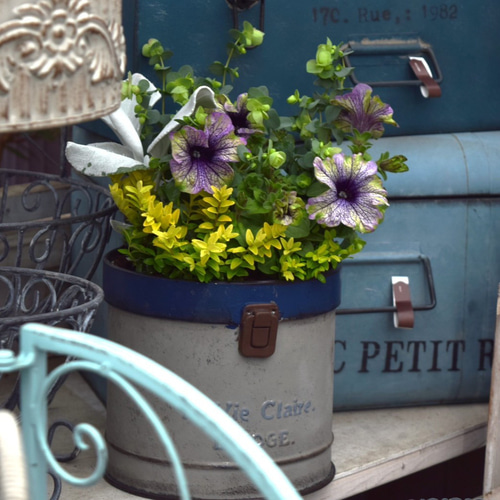 爽やか系ペチュニア寄せ植え※寄せ植えセット 鉢花 ガーデニング